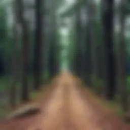 A split in a forest path representing choices, with one path leading left and the other right, symbolizing the question of which direction to take.